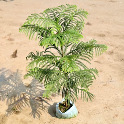 Buy Araucaria / Christmas Tree in 4 inch Nursery Bag Online | Urvann.com