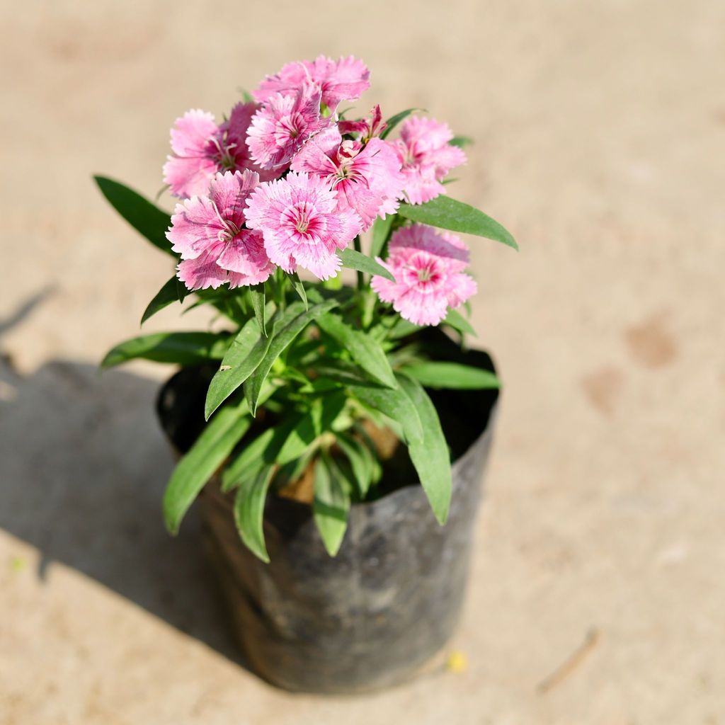 Dianthus (any colour) in 4 inch Nursery Bag