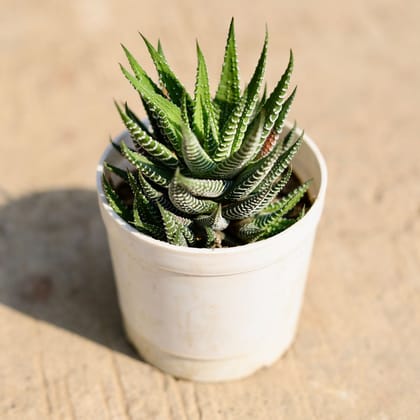 Buy Haworthia Zebrina  in 3 inch Nursery Pot Online | Urvann.com