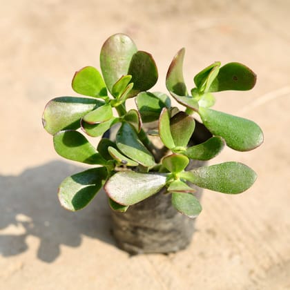 Buy Crassula Ovata  in 4 inch Nursery Bag Online | Urvann.com