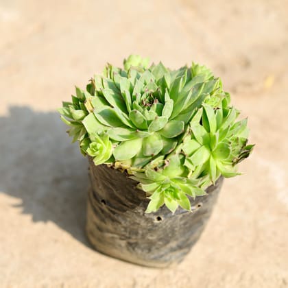 Buy Lakshmi Kamal Succulent in 4 inch Nursery Bag Online | Urvann.com