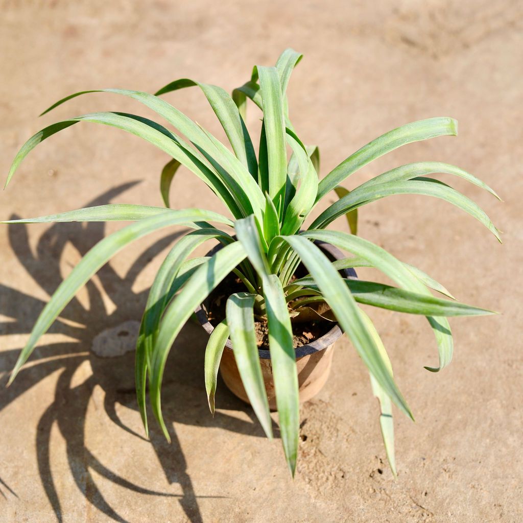 Yucca in 4 inch Nursery Pot