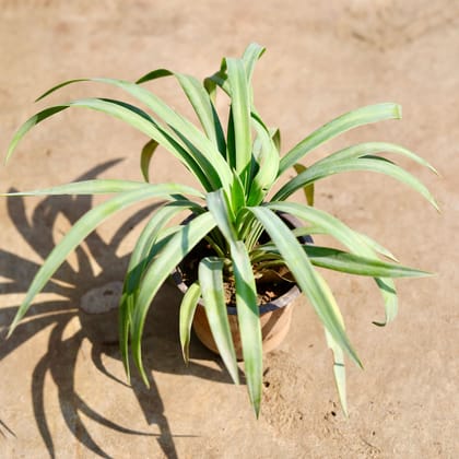 Buy Yucca in 4 inch Nursery Pot Online | Urvann.com