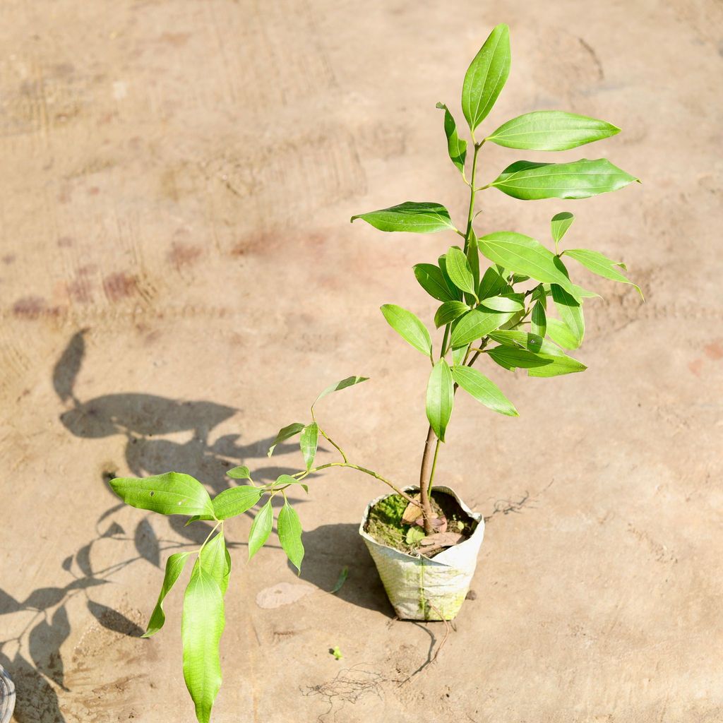 Tej Patta / Bay Leaf in 4 inch Nursery Bag