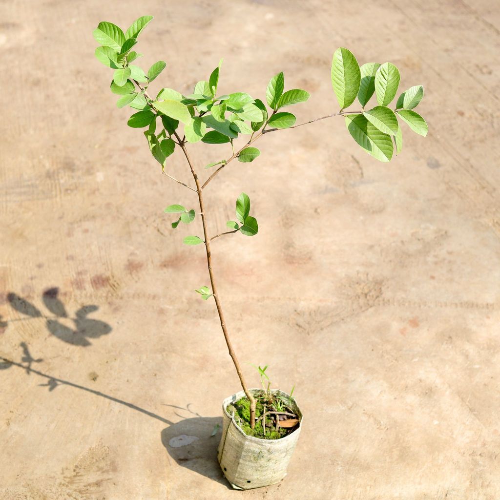 Guava / Amrood Plant (~ 2-3 Ft) in 4 inch Nursery Bag