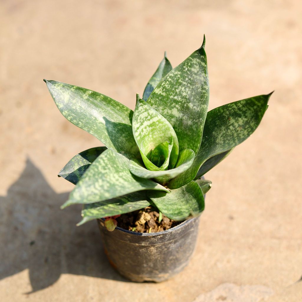 Snake Dwarf Green in 4 inch Nursery Pot