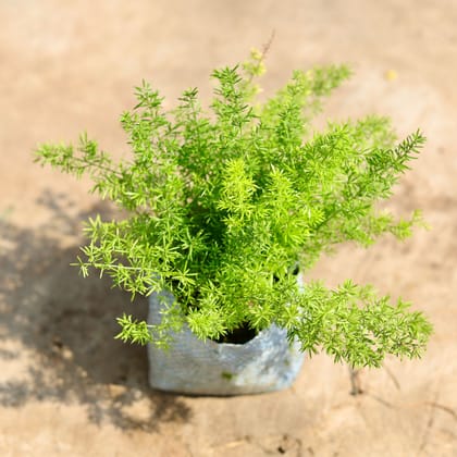 Buy Asparagus Mary in 4 inch Nursery Bag Online | Urvann.com