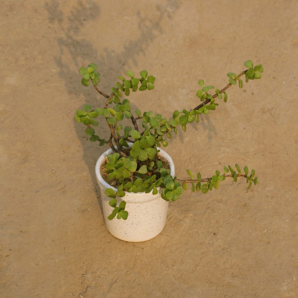 Jade in 4 inch White Cup Designer Ceramic Pot