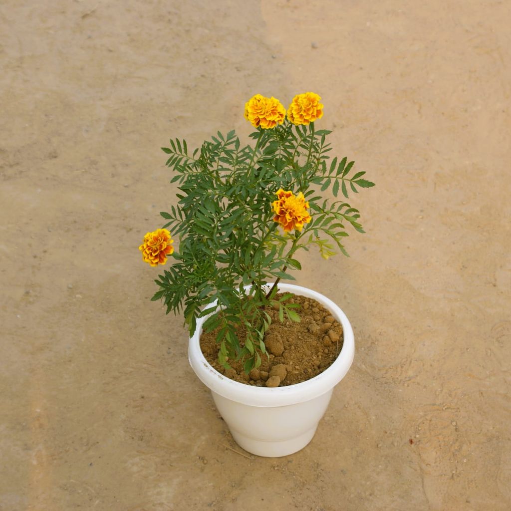 Marigold Jafri (any colour) in 8 Inch Classy White Plastic Pot