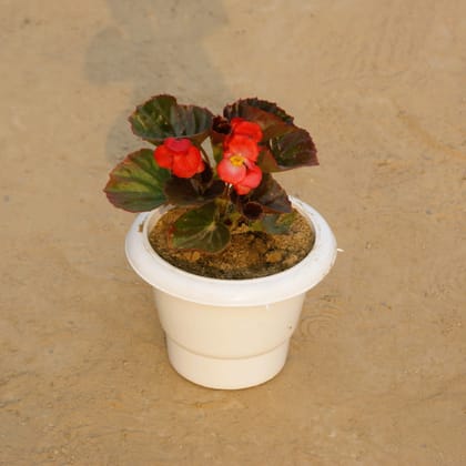 Buy Begonia (any colour) in 6 Inch Classy White Plastic Pot Online | Urvann.com