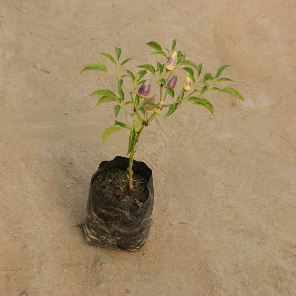 Green Chilli in 4 Inch Nursery Bag