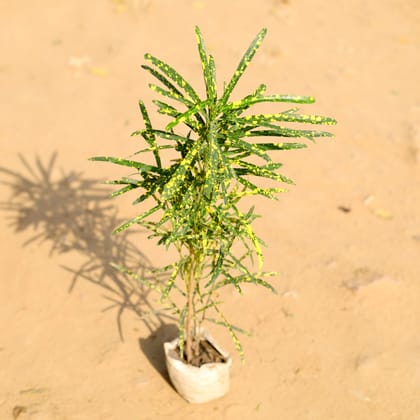 Buy Chironji Croton in 4 Inch Nursery Bag Online | Urvann.com