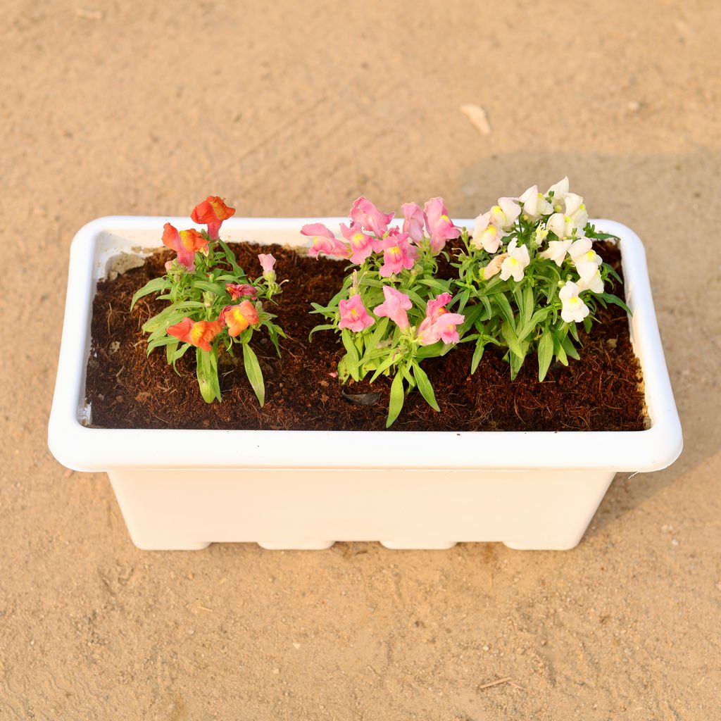 Three - Dog Flower (any colour) in 17 Inch White Rectangular Window Plastic Planter