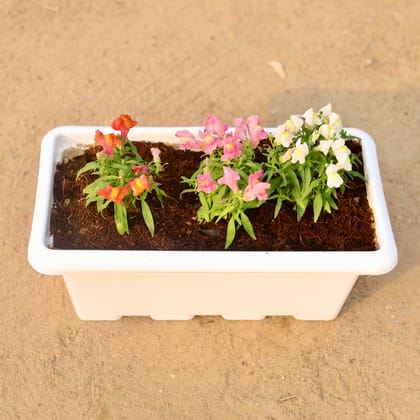 Buy Set of 3 - Dog Flower (any colour) in 17 Inch White Rectangular Window Plastic Planter Online | Urvann.com