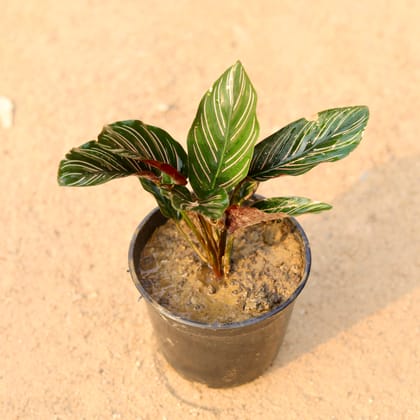 Buy Calathea Ornata Pinstripe in 5 Inch Nursery Pot Online | Urvann.com