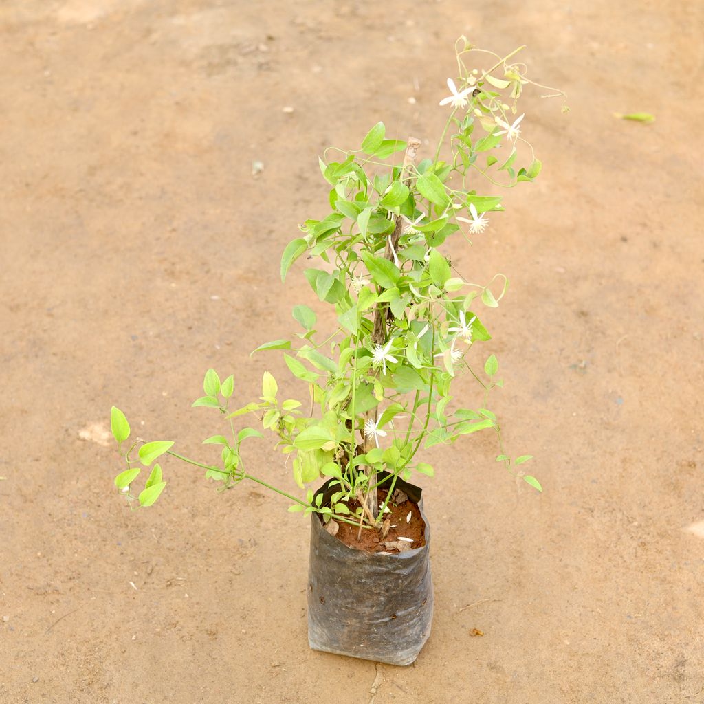 Clematis Vine / Ranjai Bel in 7 Inch Nursery Bag