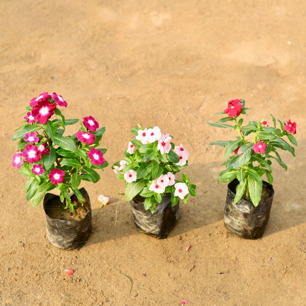 Set of 3 - Vinca / Periwinkle / Sadabahar Hybrid (any colour) in 4 Inch Nursery Bag