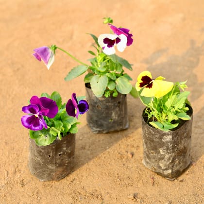 Buy Set of 3 - Pansy (any colour) in 4 Inch Nursery Bag Online | Urvann.com