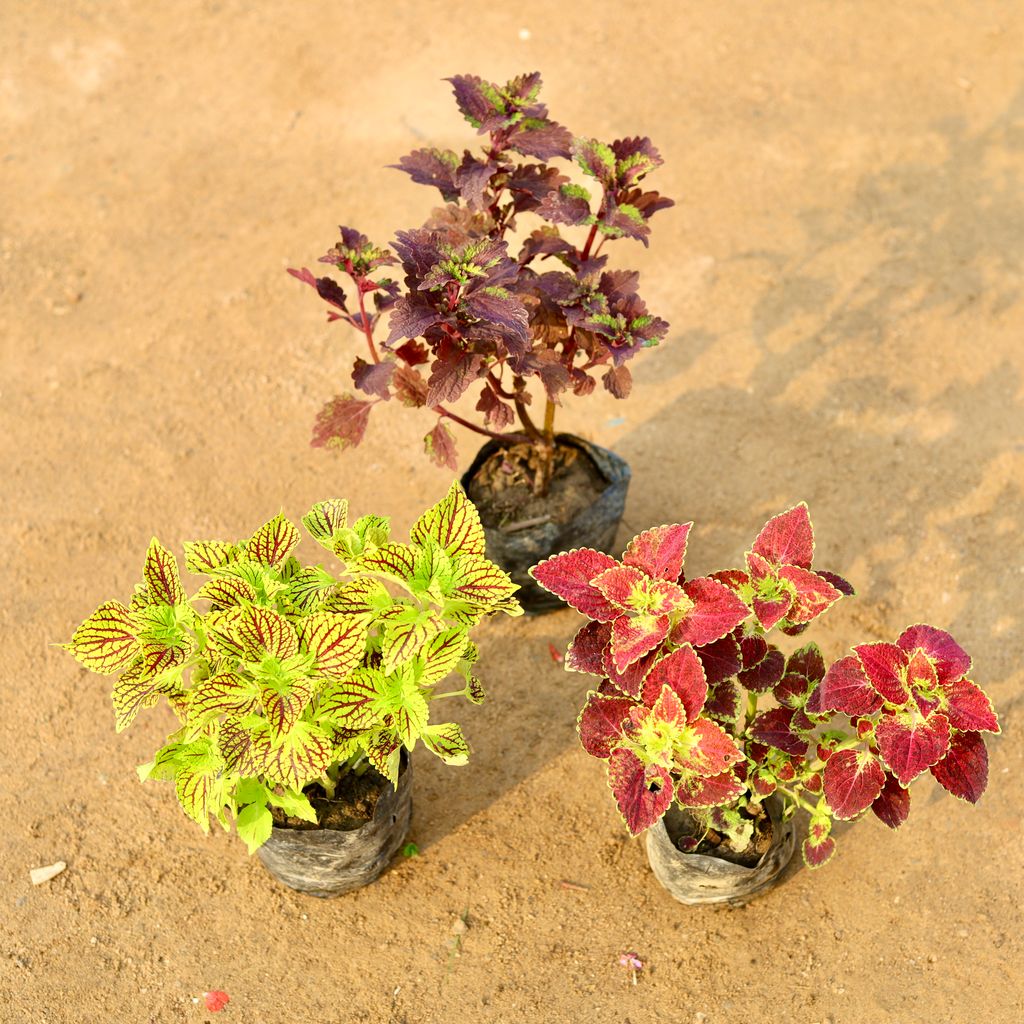 Set of 3 - Coleus Plant (any colour) in 4 Inch Nursery Bag