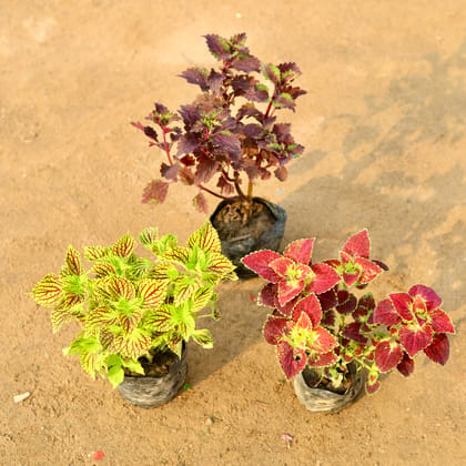 Buy Set of 3 - Coleus Plant (any colour) in 4 Inch Nursery Bag Online | Urvann.com