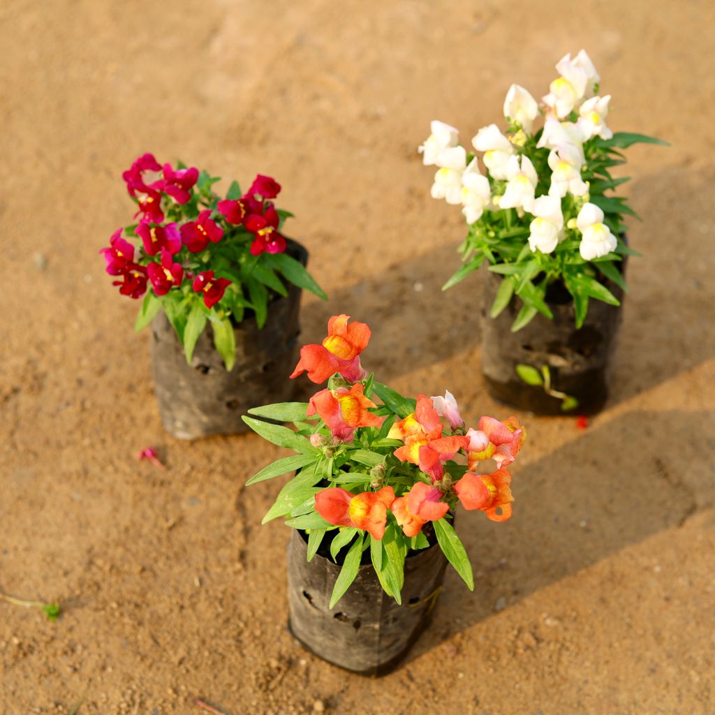 Set of 3 - Dog Flower /  Antirrhinum (any colour) in 4 Inch Nursery Bag