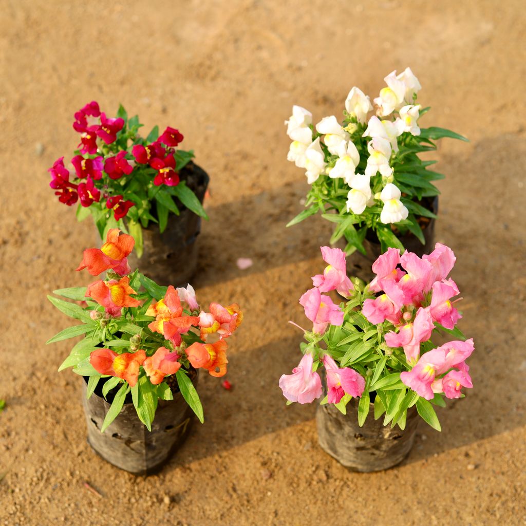 Set of 4 - Dog Flower / Antirrhinum (any colour) in 4 Inch Nursery Bag