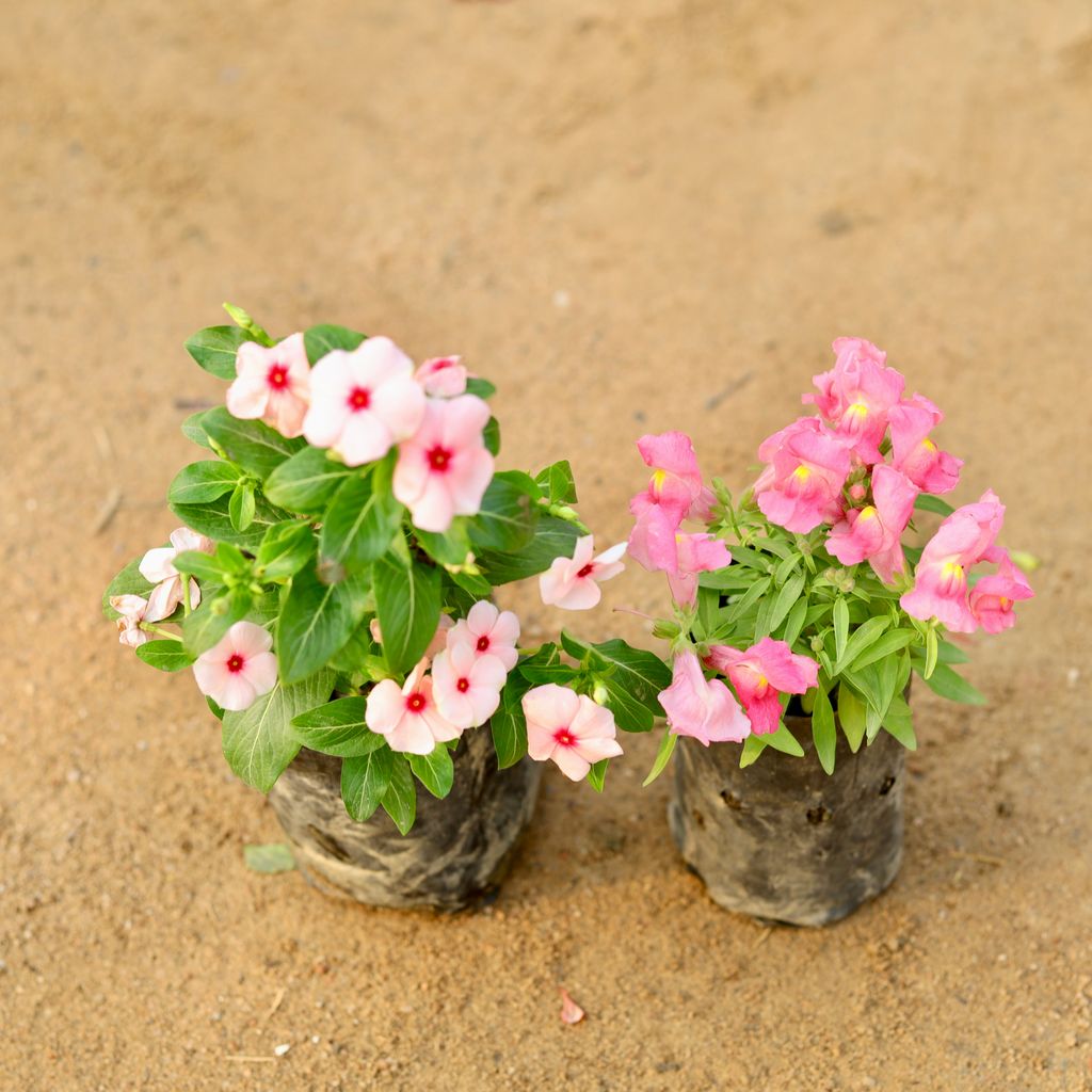 Set of 2 - Vinca / Sadabahar Hybrid & Dog Flower (any colour) in 4 Inch Nursery Bag