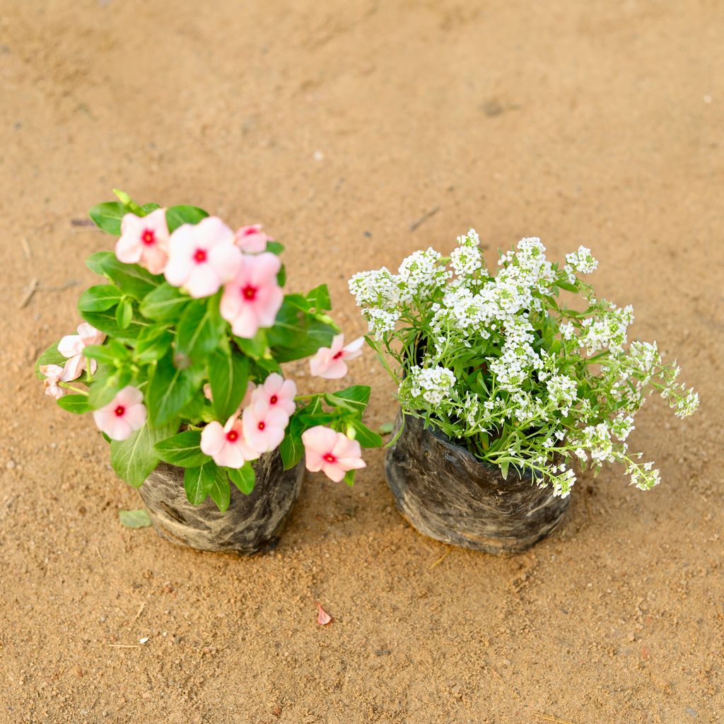 Set of 2 - Vinca / Sadabahar Hybrid & Alyssum (any colour) in 4 Inch Nursery Bag