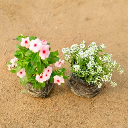 Buy Set of 2 - Vinca / Sadabahar Hybrid & Alyssum (any colour) in 4 Inch Nursery Bag Online | Urvann.com