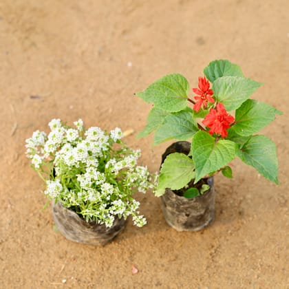 Buy Set of 2 - Alyssum & Salvia (any colour) in 4 Inch Nursery Bag Online | Urvann.com