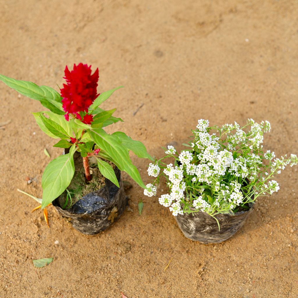 Set of 2 - Celosia & Alyssum (any colour) in 4 Inch Nursery Bag