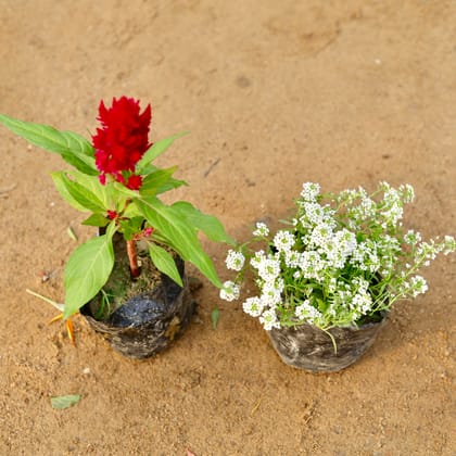 Buy Set of 2 - Celosia & Alyssum (any colour) in 4 Inch Nursery Bag Online | Urvann.com