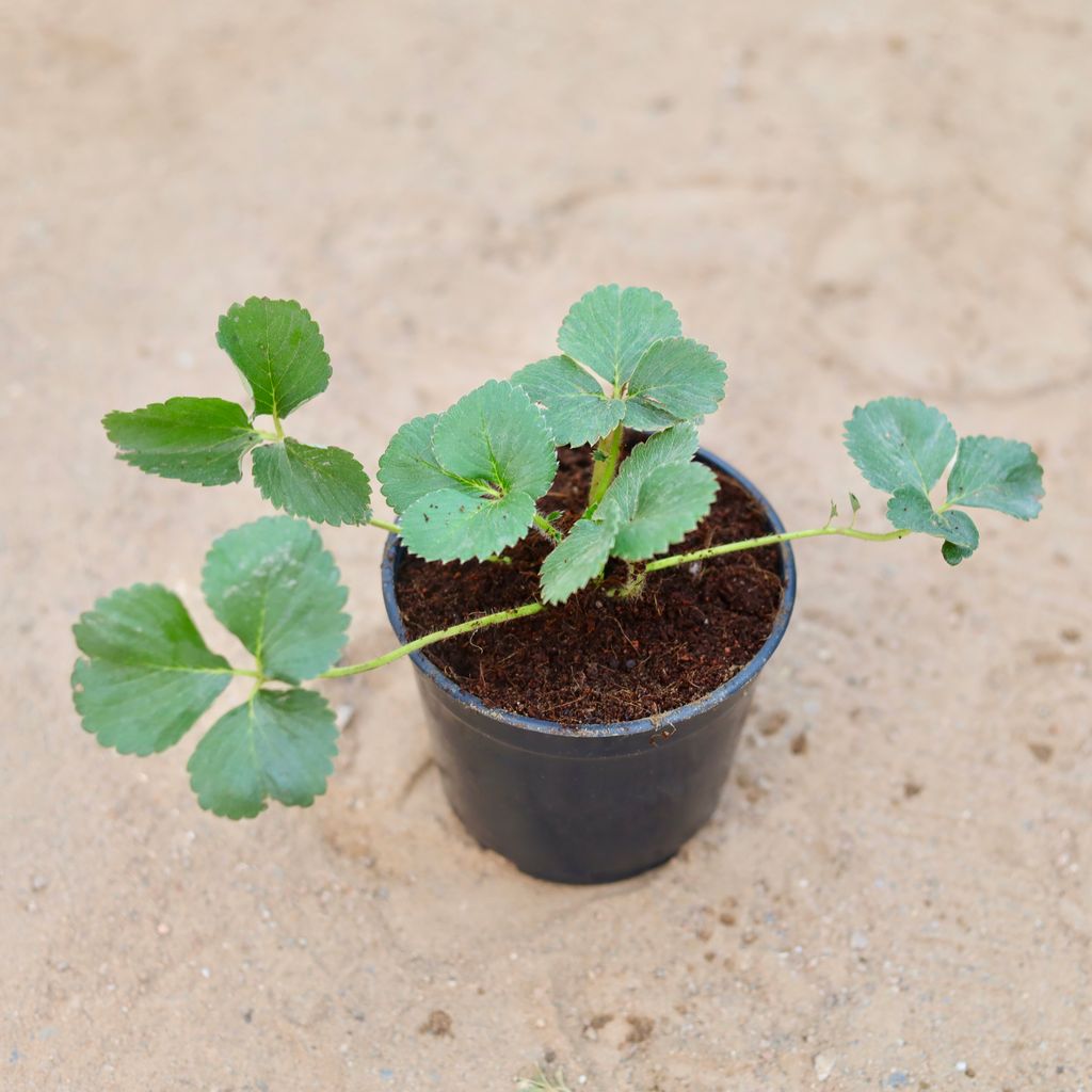 Strawberry Plant in 6 Inch Nursery Pot