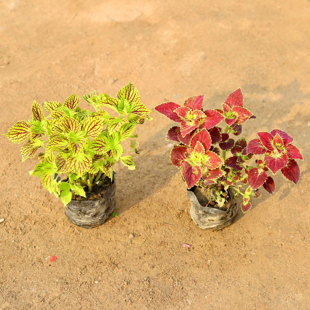 Set of 2 - Coleus Plant yellow and brown in 4 Inch Nursery Bag