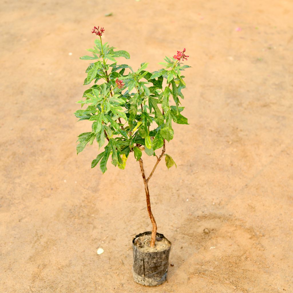 Jatropha / Sundar Rupa Hybrid in 5 Inch Nursery Bag