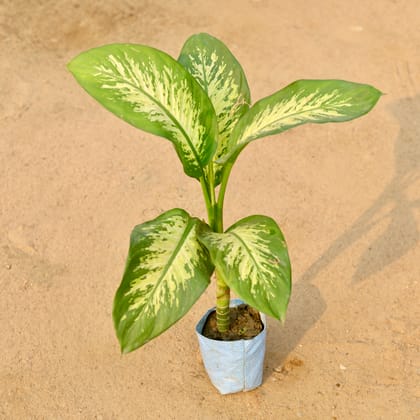 Buy Dieffenbachia in 5 Inch Nursery Bag Online | Urvann.com