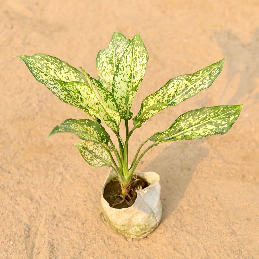 Aglaonema Snow white in 5 Inch Nursery Bag