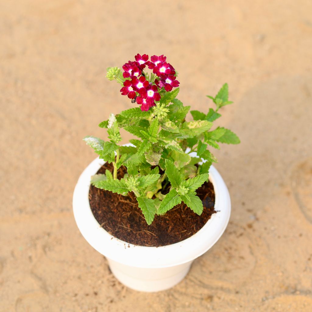 Verbena (any colour) in 6 Inch Classy White Plastic Pot