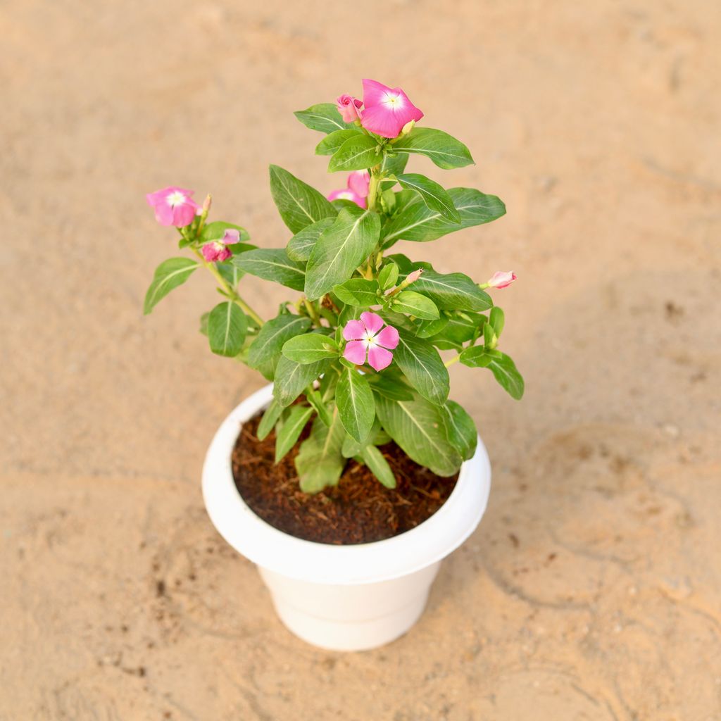 Vinca / Periwinkle / Sadabahar (any colour) in 6 Inch Classy White Plastic Pot