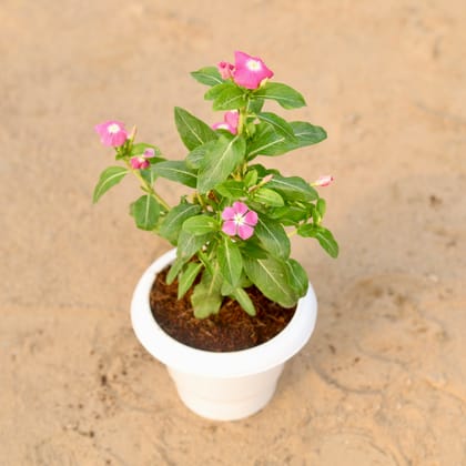 Buy Vinca / Periwinkle / Sadabahar Hybrid (any colour) in 6 Inch Classy White Plastic Pot Online | Urvann.com