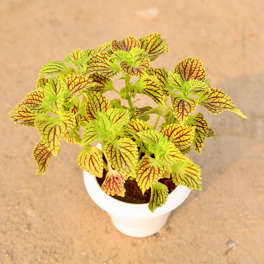 Coleus Green / Yellow / Brown in 6 Inch Classy White Plastic Pot