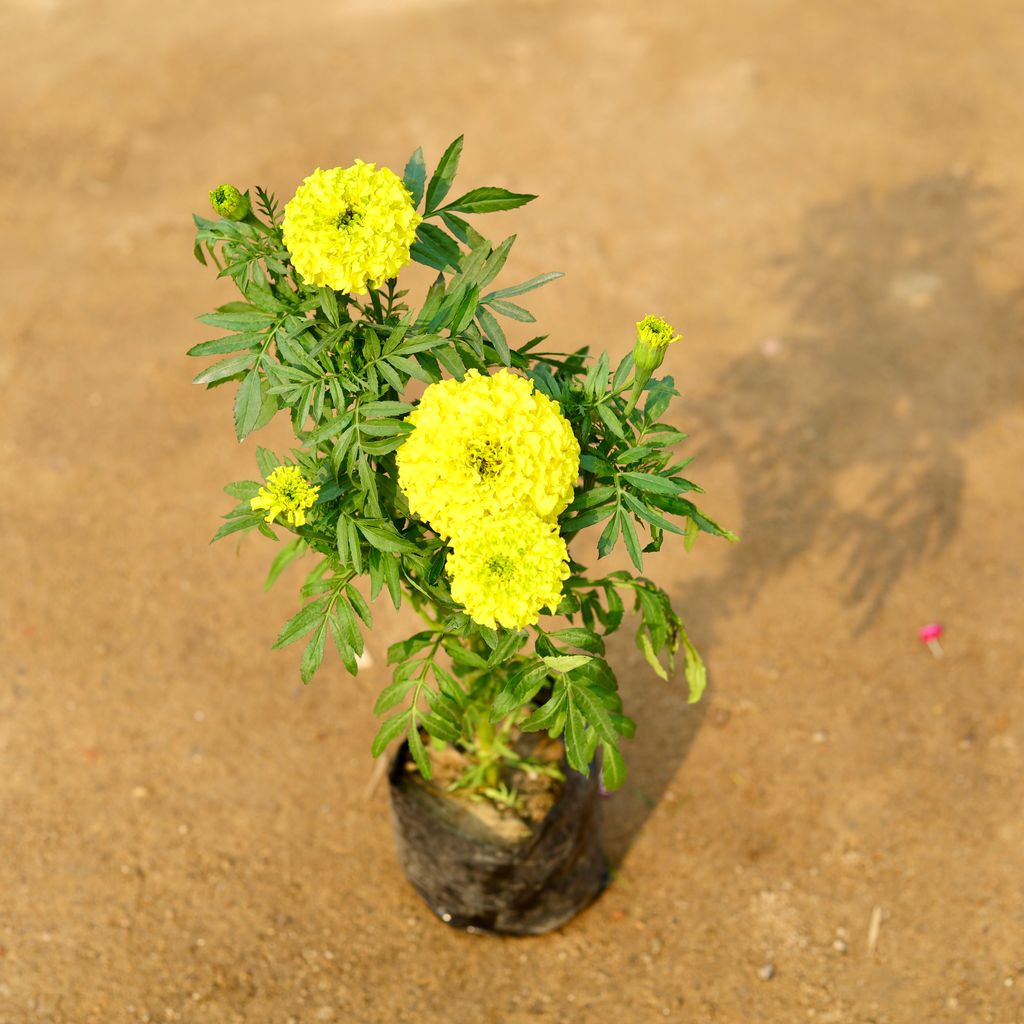 Marigold / Genda Yellow in 4 Inch Nursery Bag