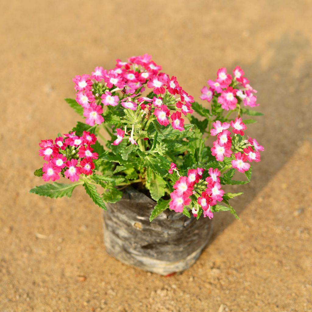 Verbena (any colour) in 4 Inch Nursery Bag