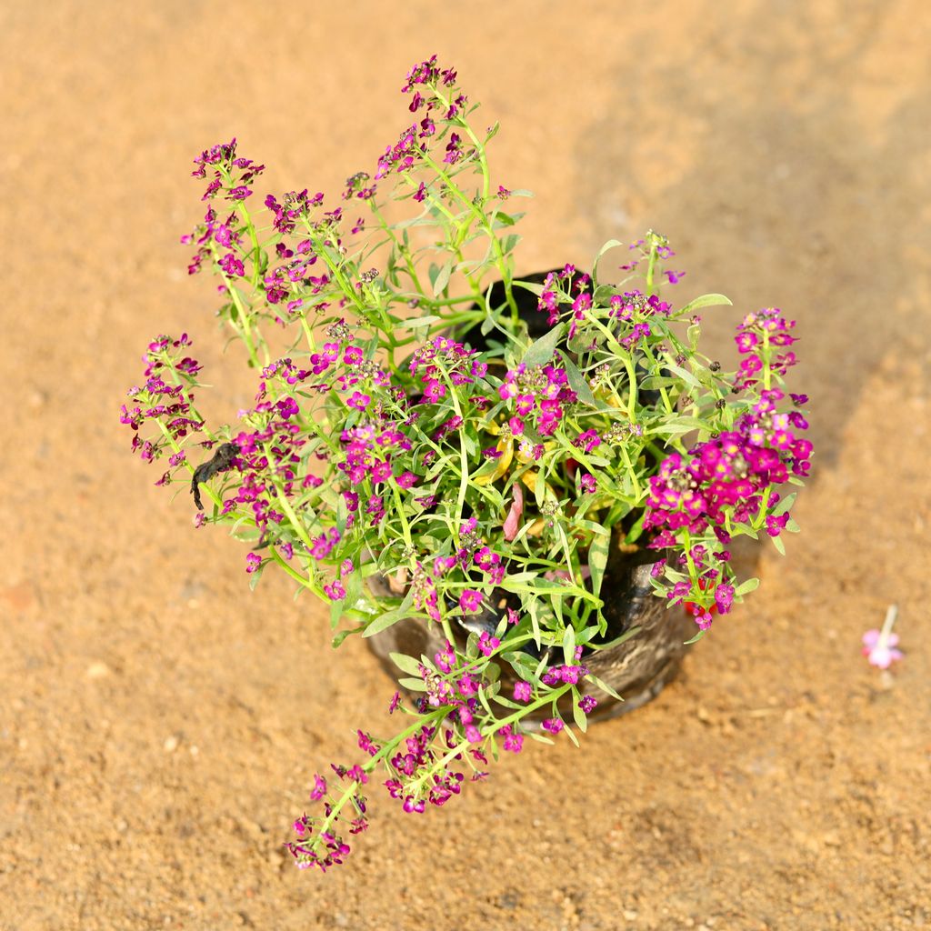 Alyssum Purple / Pink in 4 Inch Nursery Bag