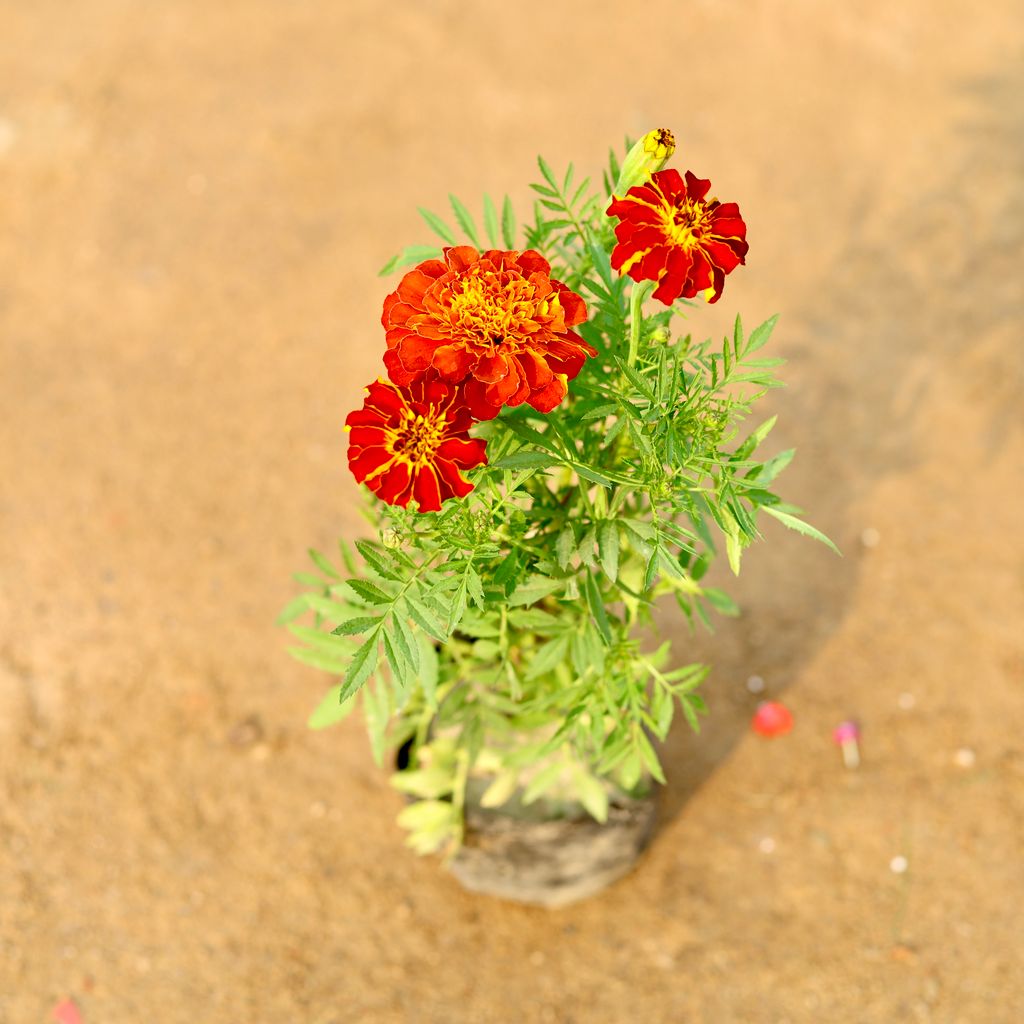 Marigold / Genda French Red in 4 Inch Nursery Bag