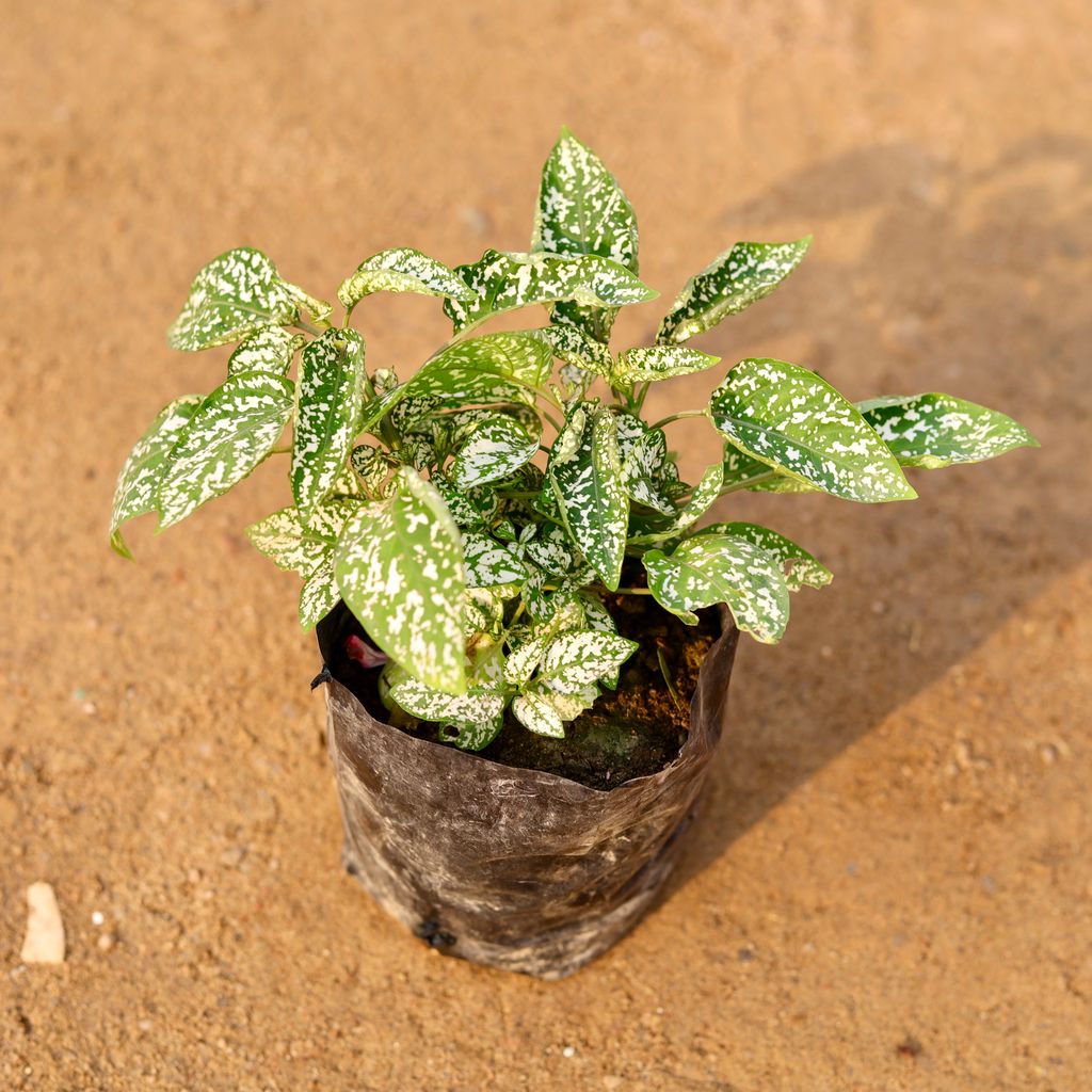 Polka Dot / Hypoestes white in 4 Inch Nursery Bag