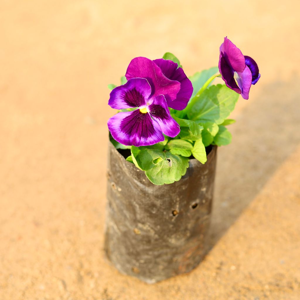 Pansy (any colour) in 4 Inch Nursery Bag