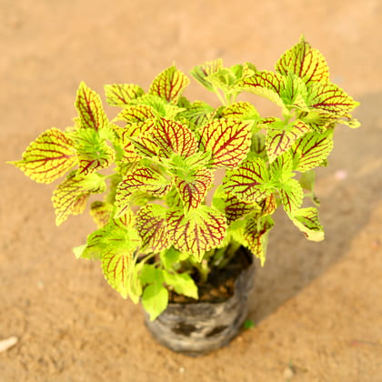 Buy Coleus Pant (any colour) in 4 Inch Nursery Bag Online | Urvann.com