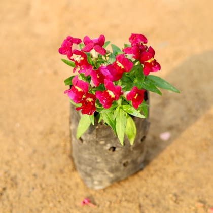 Buy Dog Flower (any colour) in 4 Inch Nursery Bag Online | Urvann.com