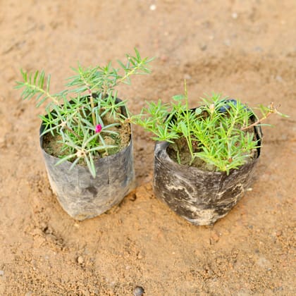 Buy Set of 2 - Portulaca / Moss rose (any colour) in 4 Inch Nursery Bag Online | Urvann.com